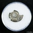 Small Pyritized Jurassic Ammonite Cheltonia - England #2404-1